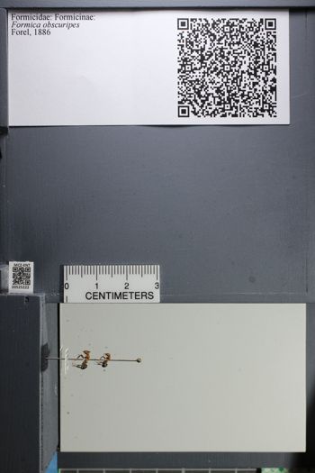 Media type: image;   Entomology 525222